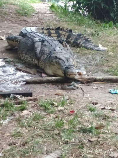 Sempat Resahkan Warga, Buaya Seberat 400 Kilogram Ditangkap Warga Bengkalis 